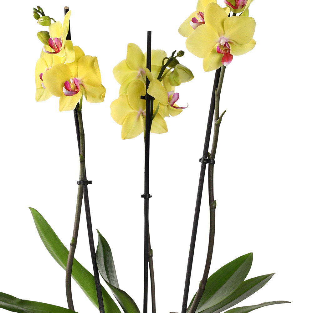 ORCHIDS IN PEORIASH PLANTER