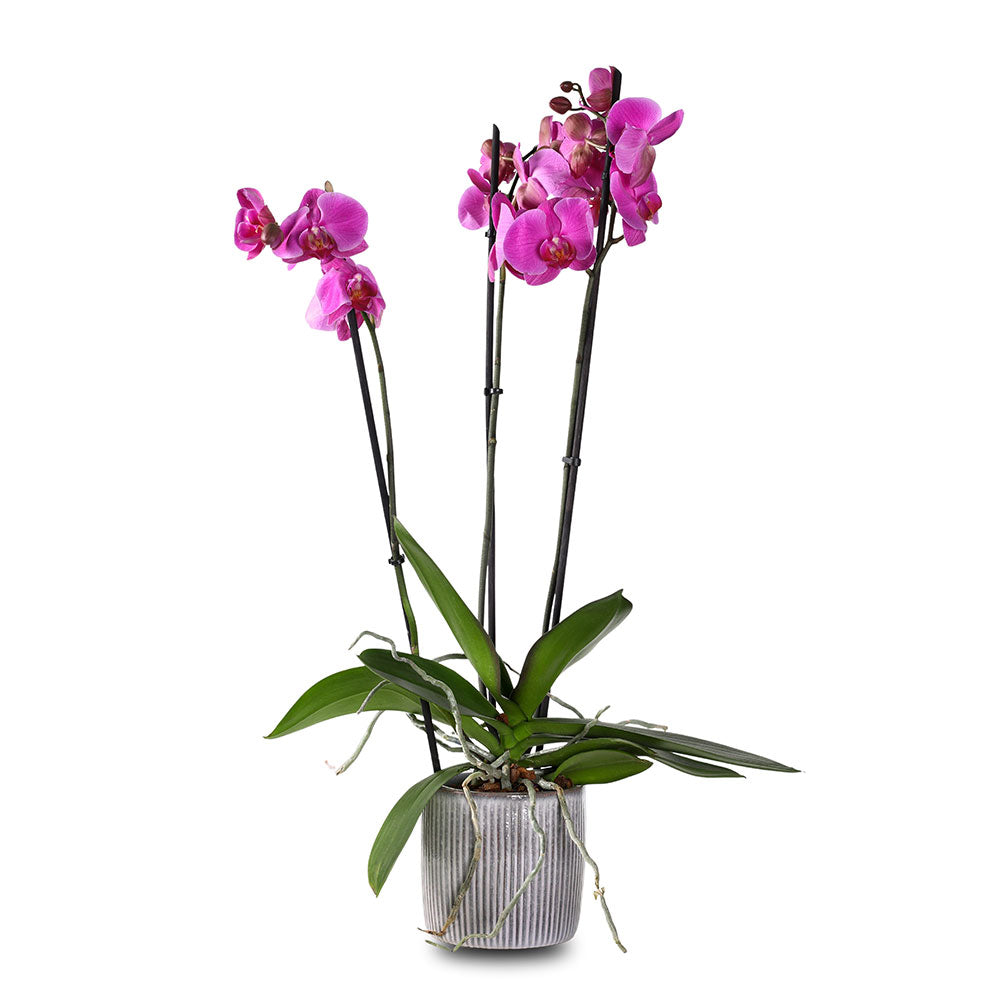 ORCHIDS IN NASHVILLE PLANTER - أوركيد في حوض ناشفيل