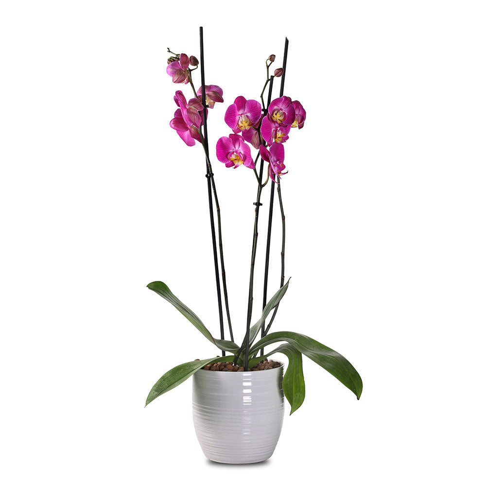 ORCHIDS IN BERGAMO PLANTER