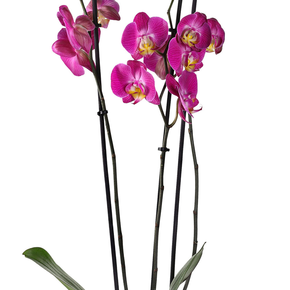 ORCHIDS IN BERGAMO PLANTER