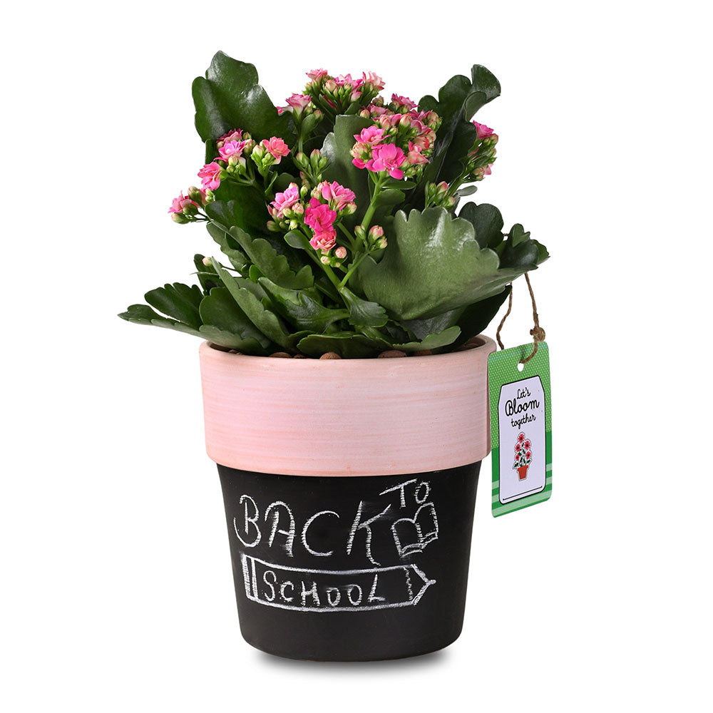 KALANCHOE IN SAN ROSSOLISSABON PLANTER - كالانشو في حوض سان روزوليسابون