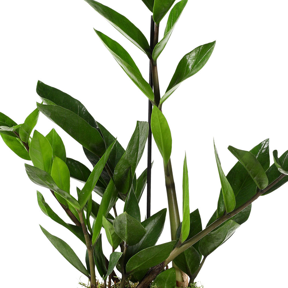 ZAMIOCULCAS IN BRILON PLANTER