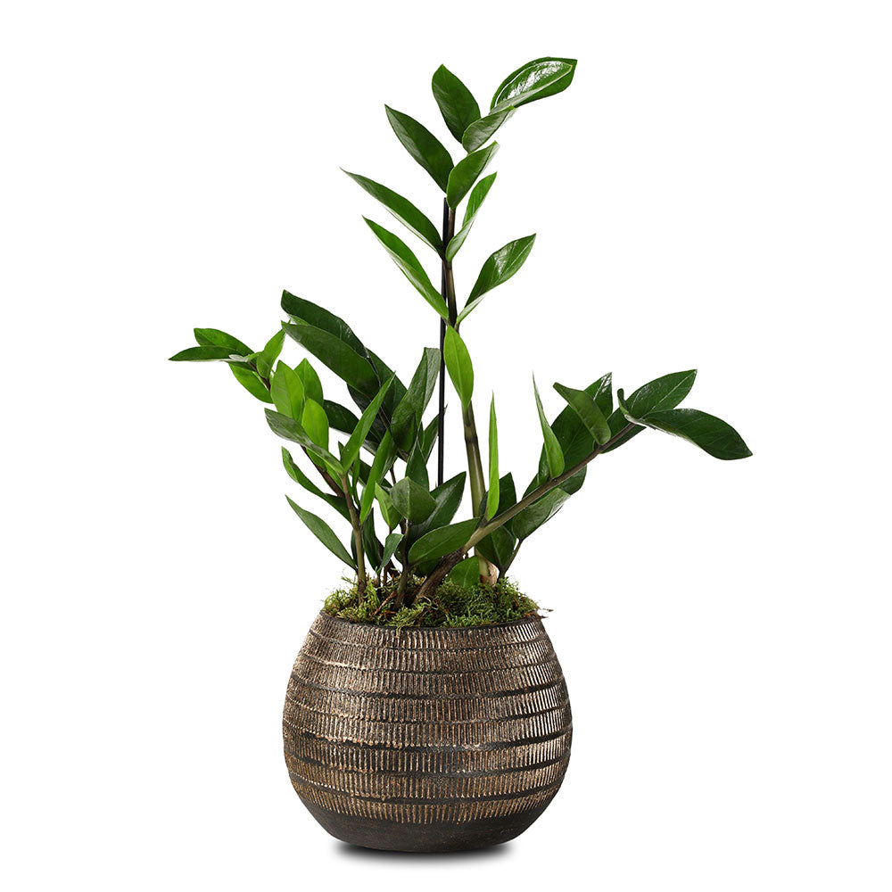 ZAMIOCULCAS IN BRILON PLANTER