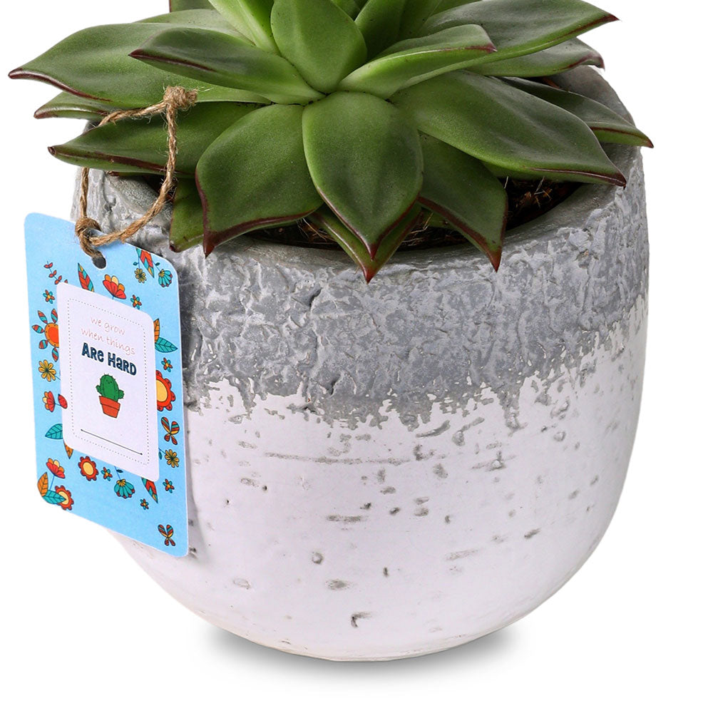 ECHEVERIA IN DIJON PLANTER