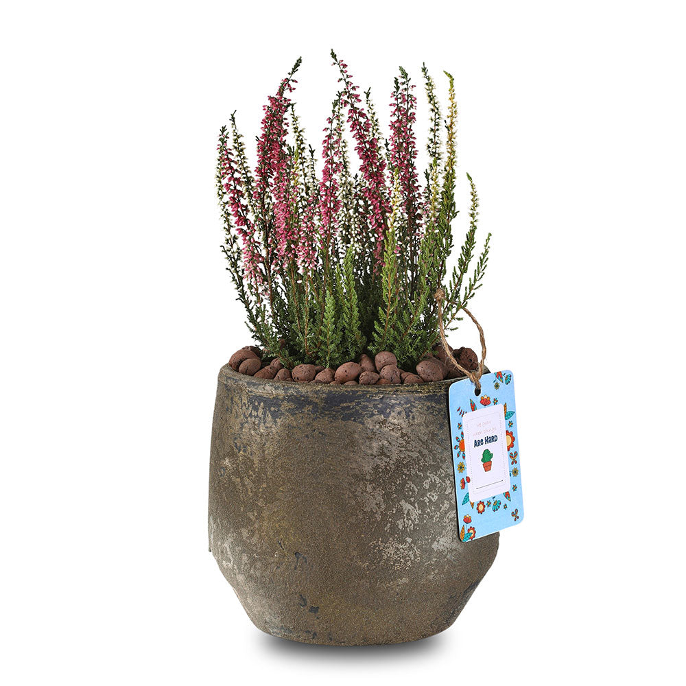 CALLUNA IN DINAN PLANTER - كالونا في حوض دينان