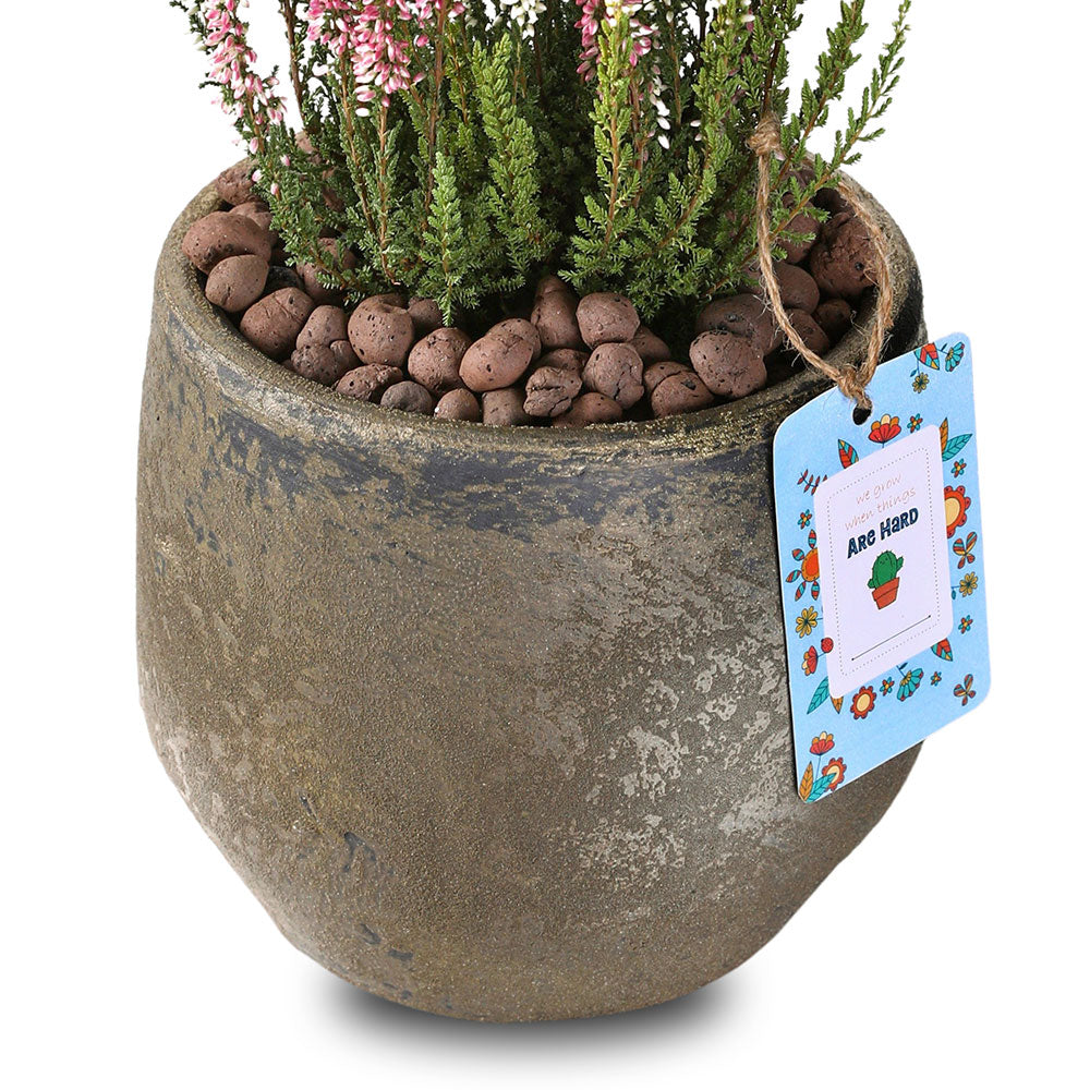 CALLUNA IN DINAN PLANTER - كالونا في حوض دينان