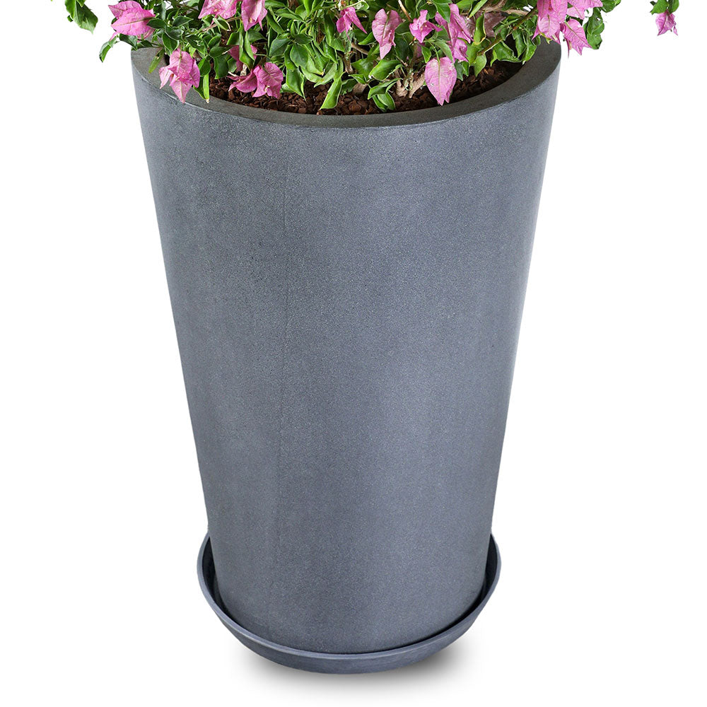 BOUGAINVILLEA COMO IN ASSISI GREY PLANTER - حوض أسيزي الرمادي - اشتري حوض واحصل على نبتة مجاناً