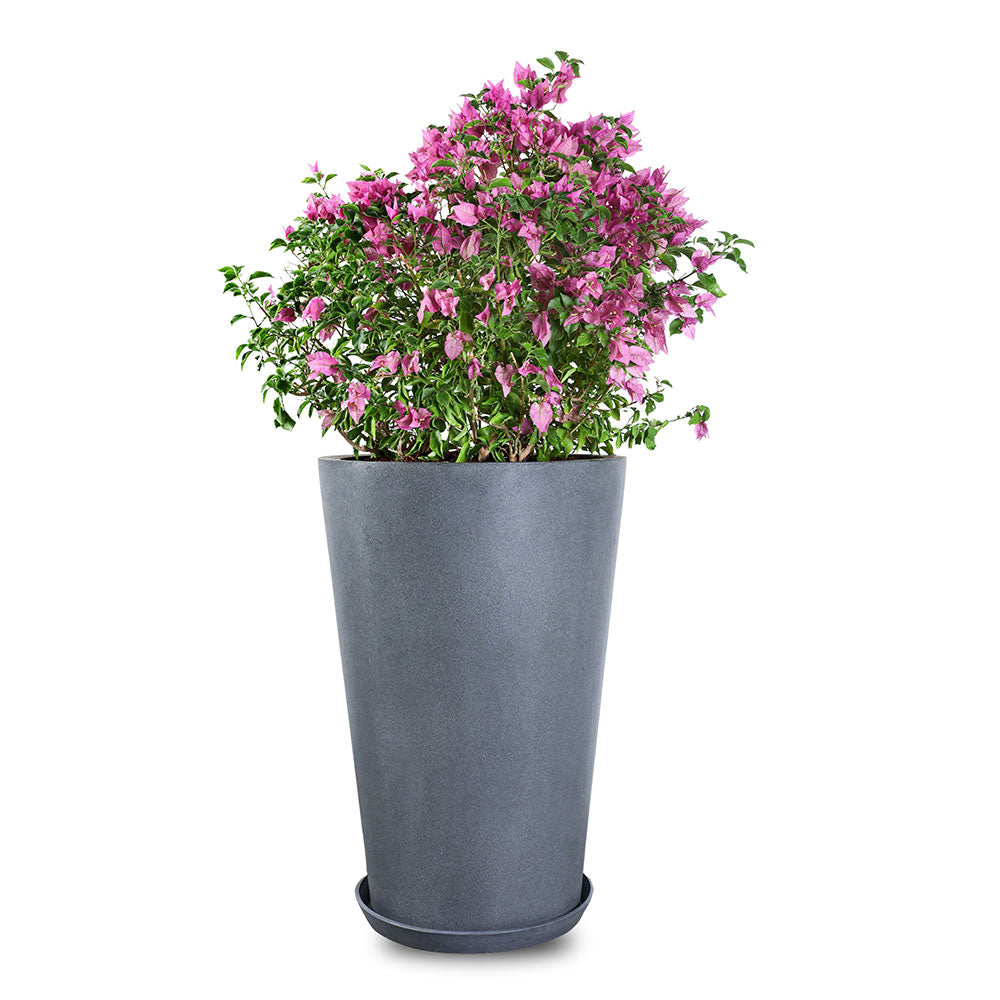 BOUGAINVILLEA COMO IN ASSISI GREY PLANTER - حوض أسيزي الرمادي - اشتري حوض واحصل على نبتة مجاناً