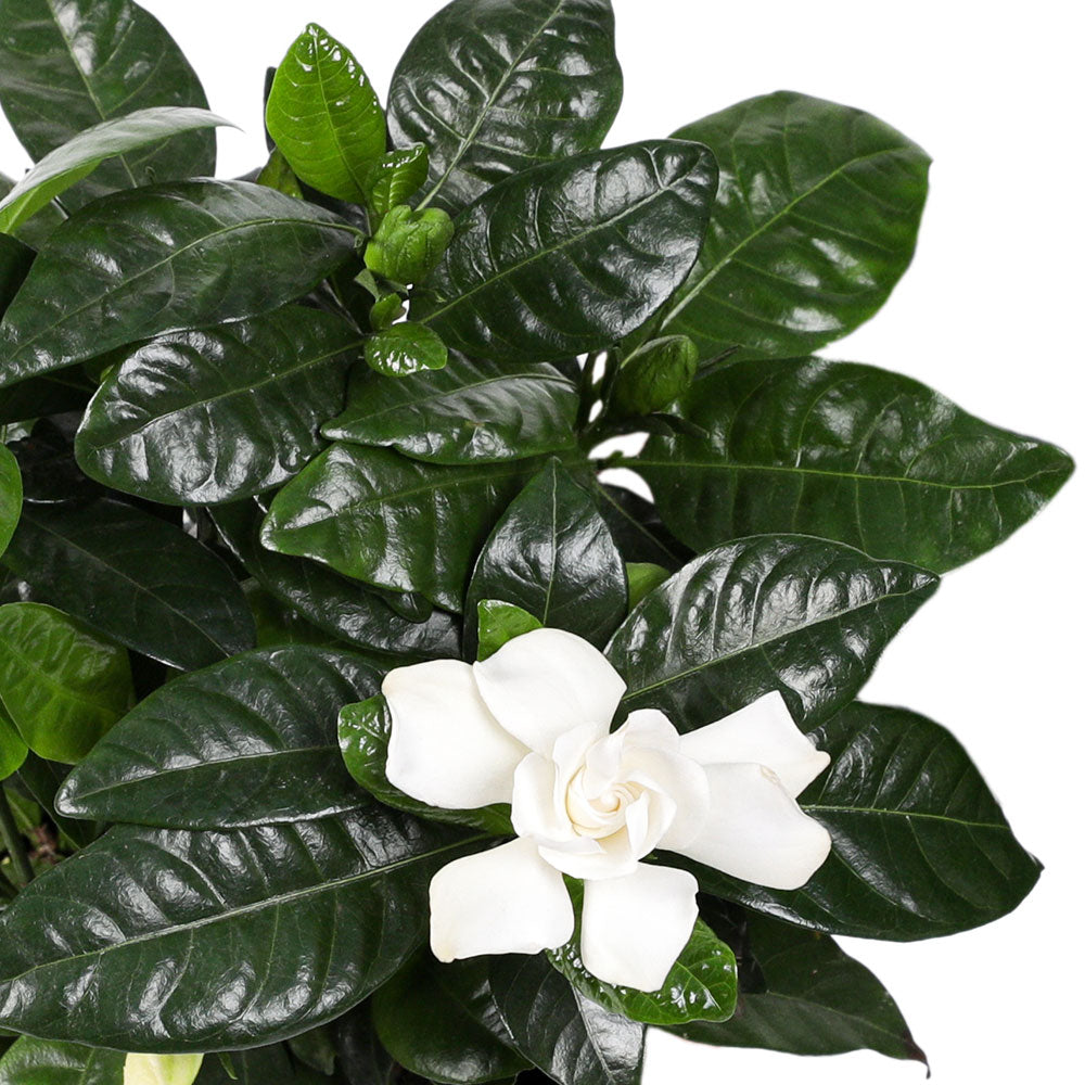 GARDENIA JASMINODES جاردينيا