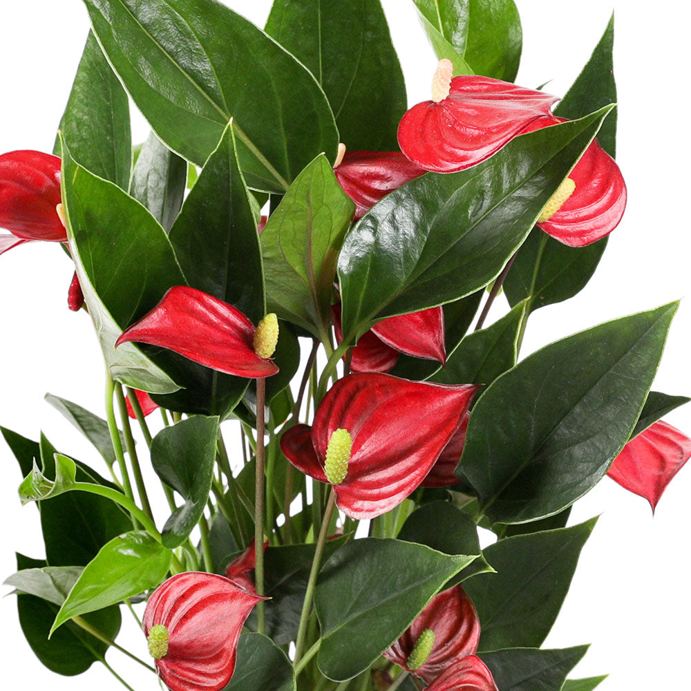 ANTHURIUM COMPACTA أنثوريوم أحمر