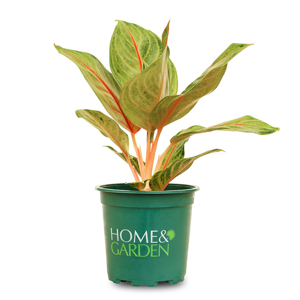 AGLAONEMA GOLDEN FLOURITE - أجلونيما جولدن فلوريت