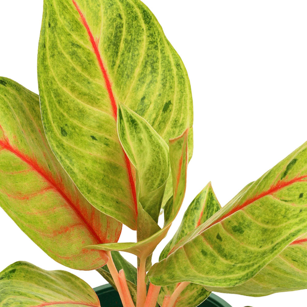 AGLAONEMA GOLDEN FLOURITE - أجلونيما جولدن فلوريت