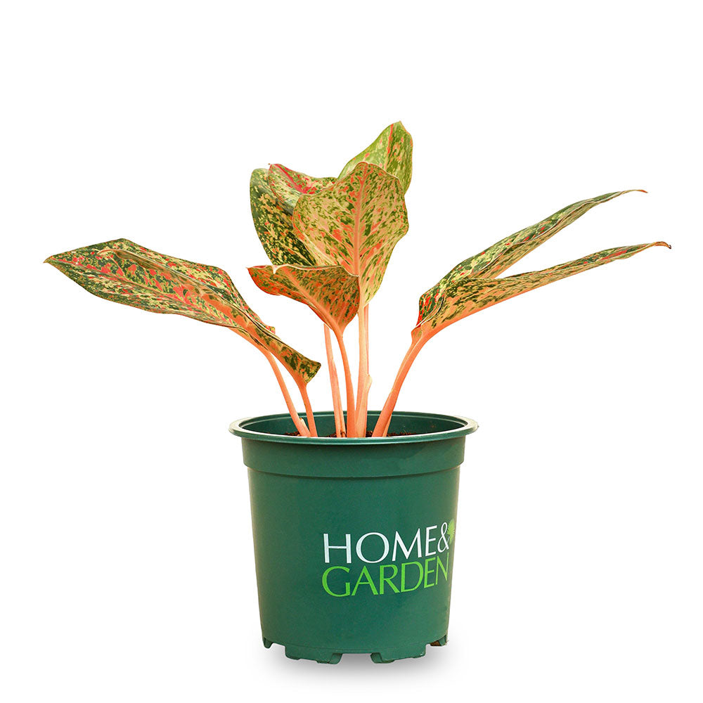aglaonema orange AGLAONEMA ORANGE STARDUST | Buy Plants in Kuwait