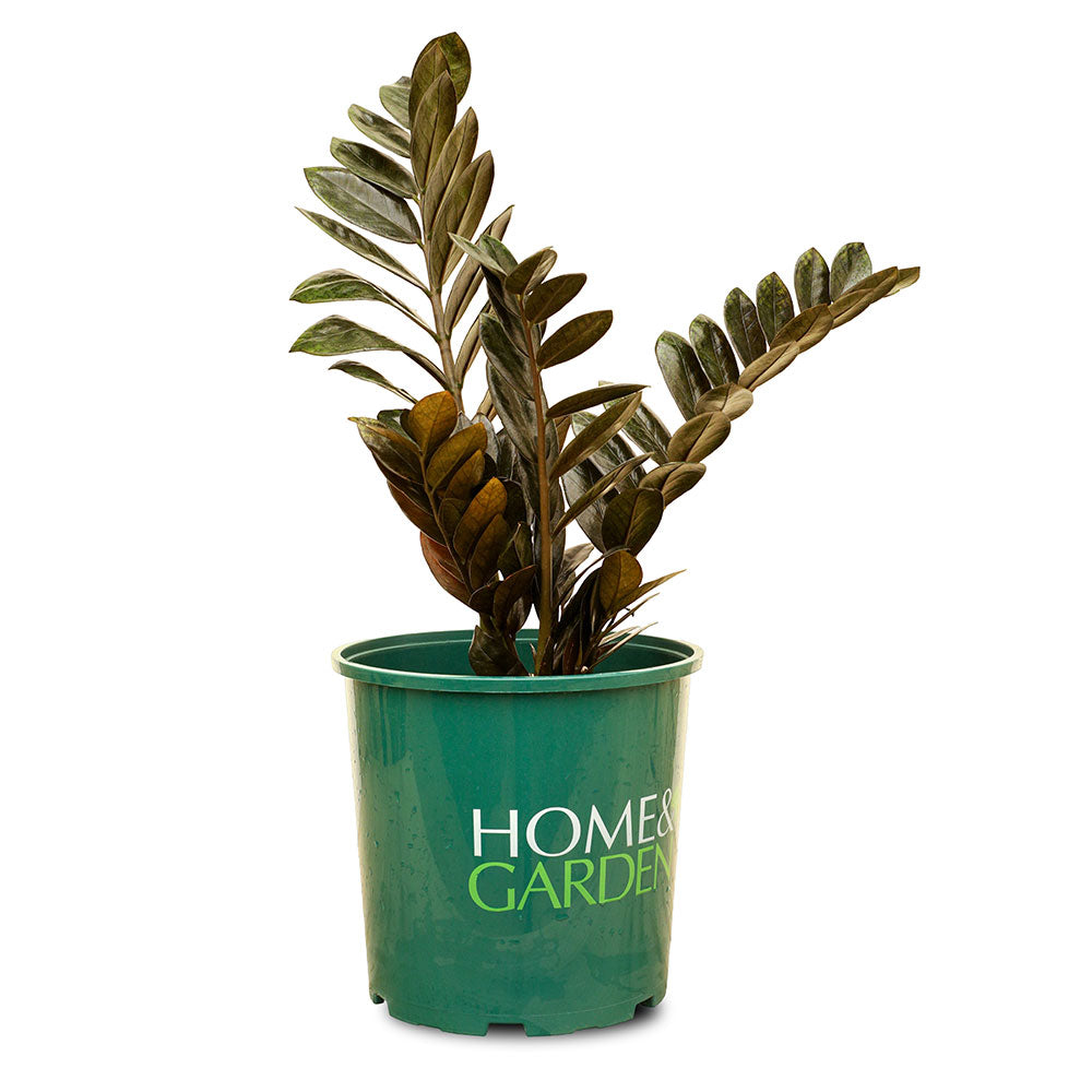 زامياكولكاس سوبرنوفا