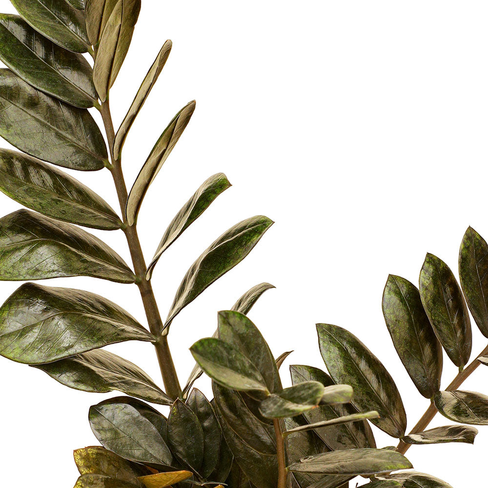 زامياكولكاس سوبرنوفا