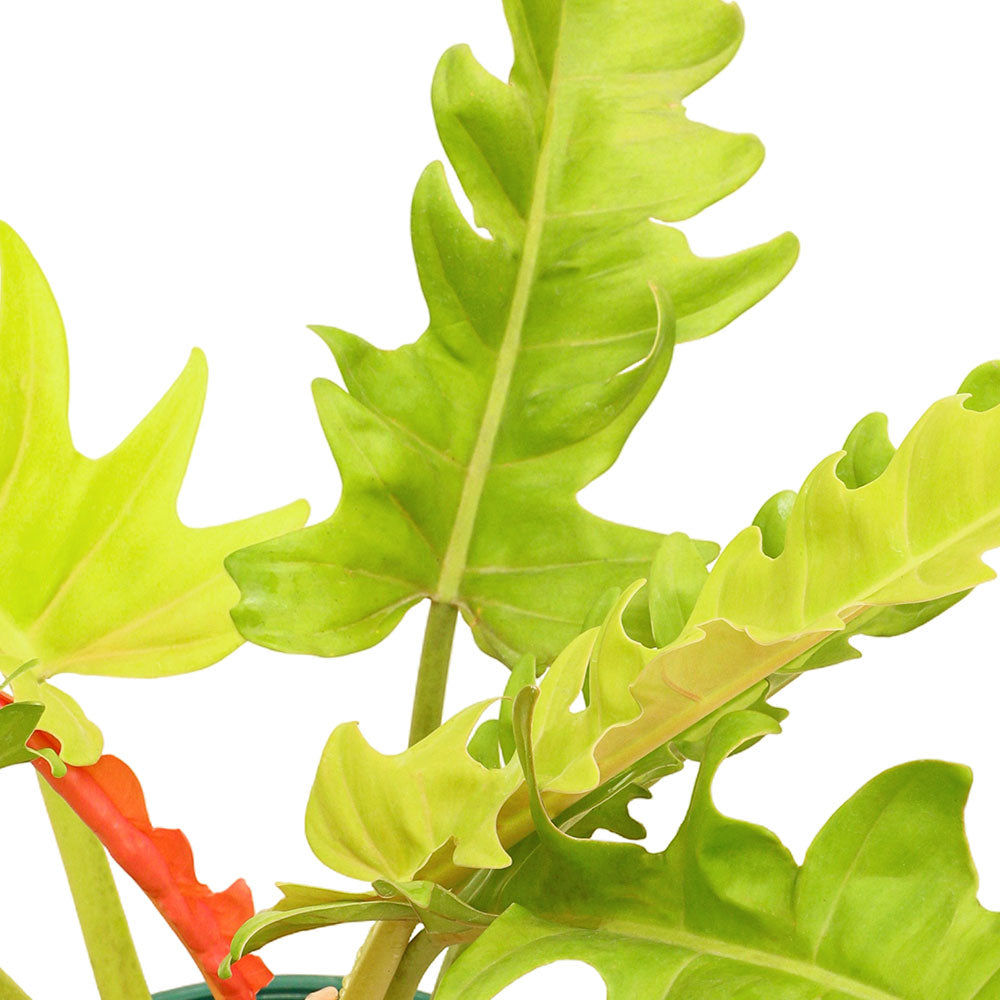 فيلوديندرون زانادو ليمون لايم