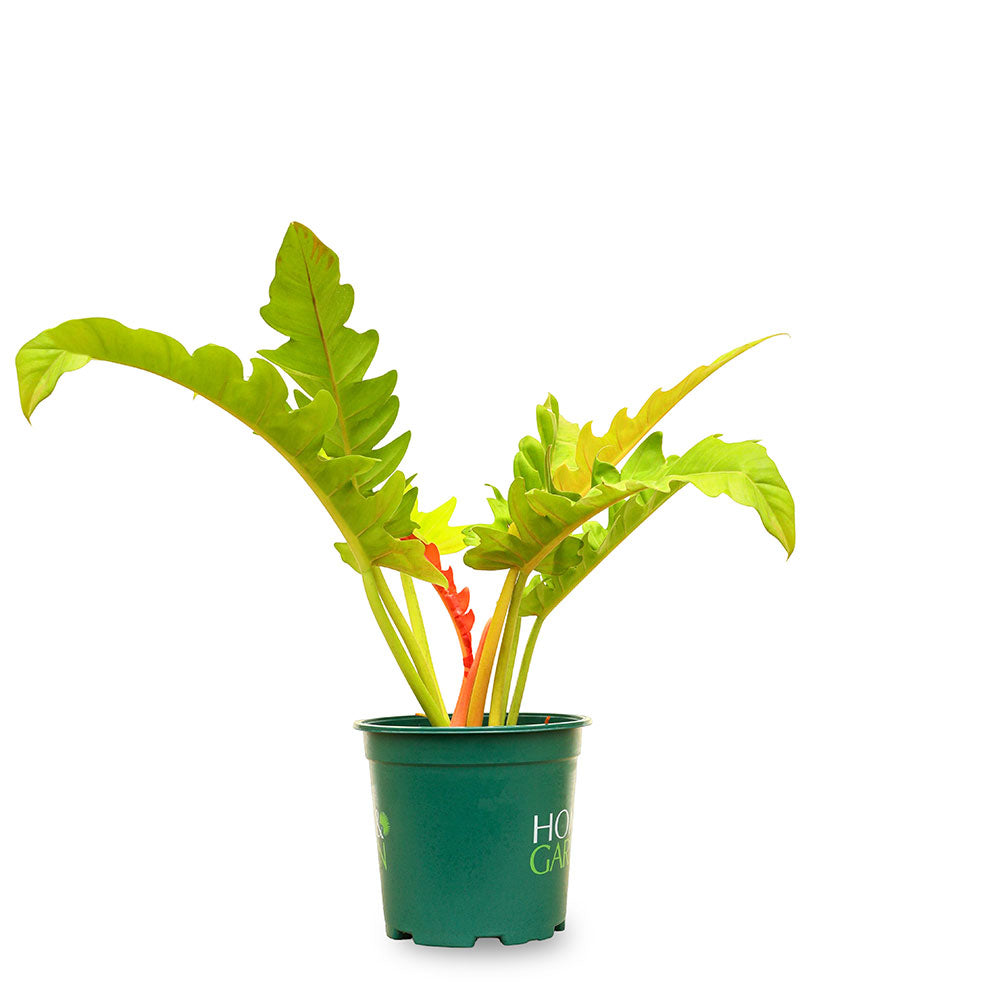 فيلوديندرون زانادو ليمون لايم