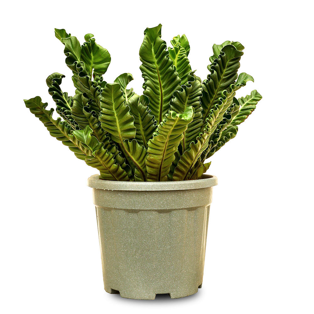 ASPLENIUM NIDUS COBRA - أسبلنيوم نيدوس كوبرا