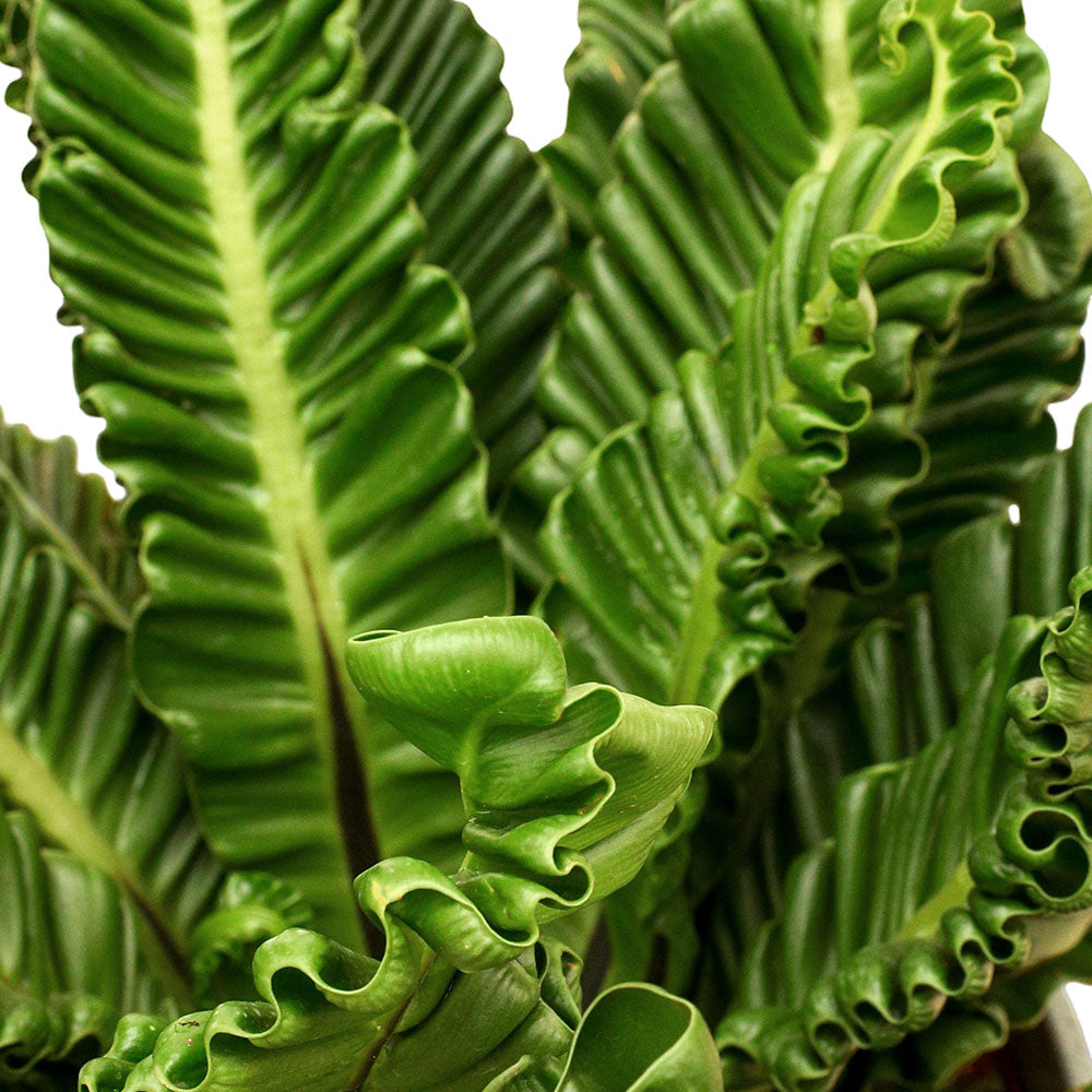 ASPLENIUM NIDUS COBRA - أسبلنيوم نيدوس كوبرا