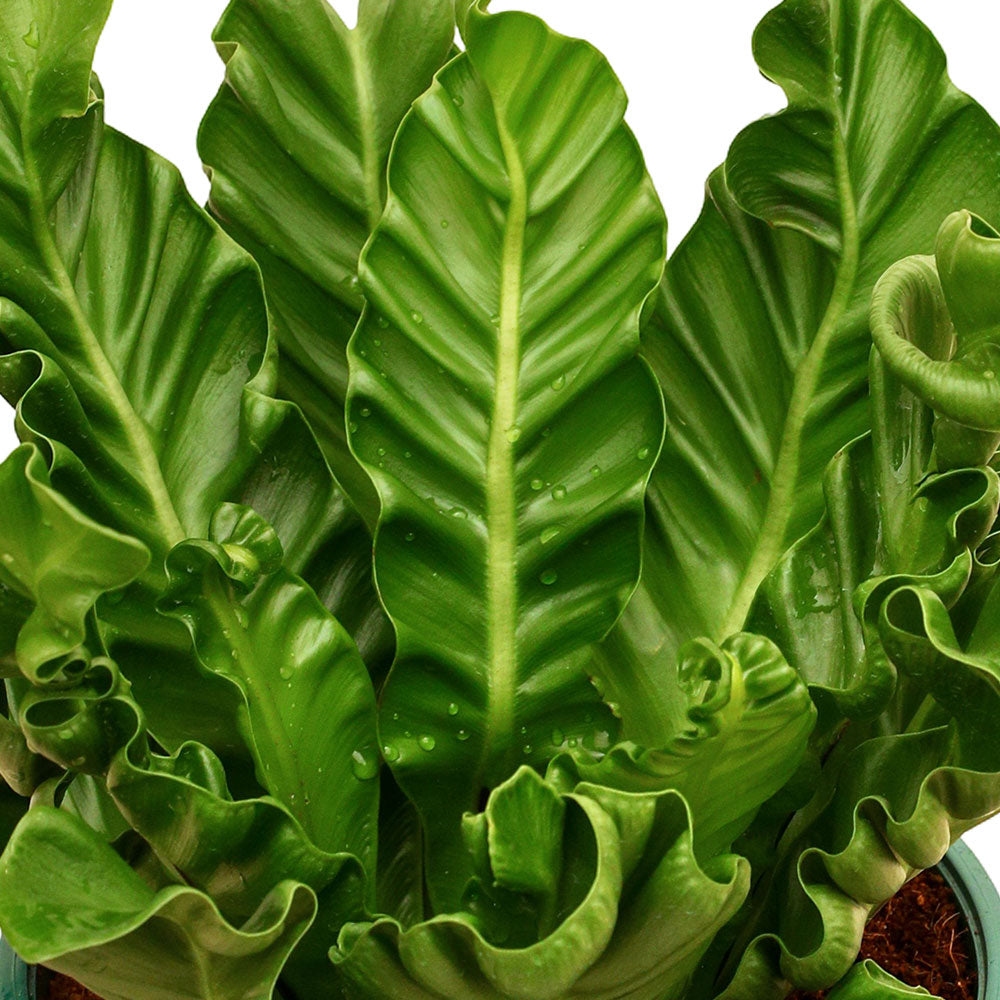 ASPLENIUM NIDUS CRISPY WAVE - أسبلنيوم نيدوس)  سرخس عش الطائر)