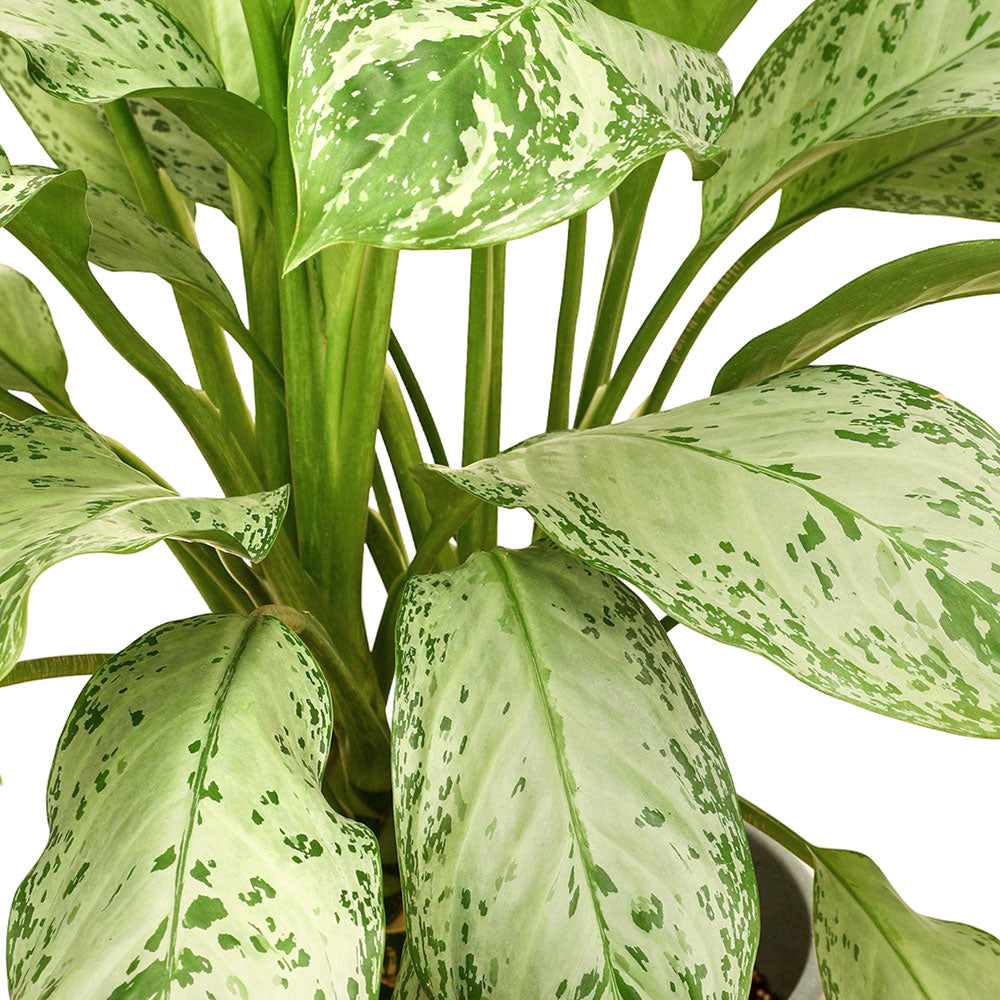 AGLAONEMA MARIA CHRISTINA - أجلونيما ماريا كريستينا