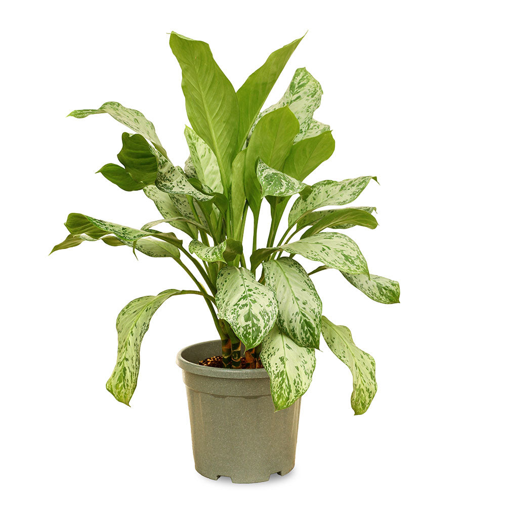 AGLAONEMA MARIA CHRISTINA - أجلونيما ماريا كريستينا