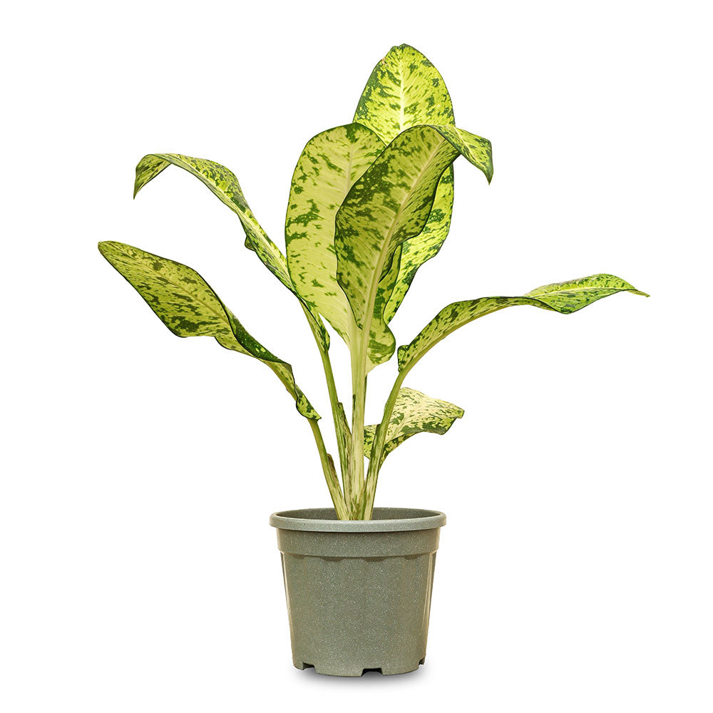 تاج ديفينباشاي