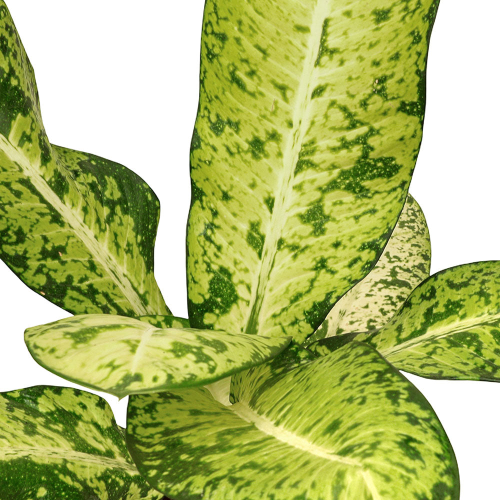 تاج ديفينباشاي