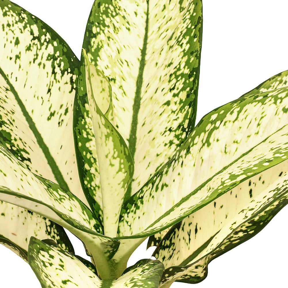 ديفنباخيا ستيرلينغ