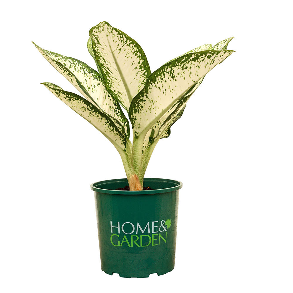 ديفنباخيا ستيرلينغ