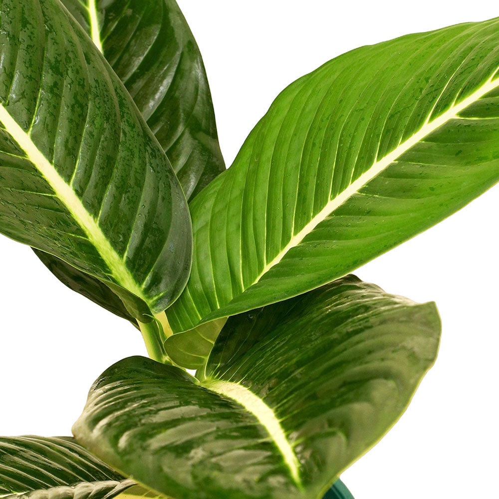 ديفنباخيا جرين ماجيك