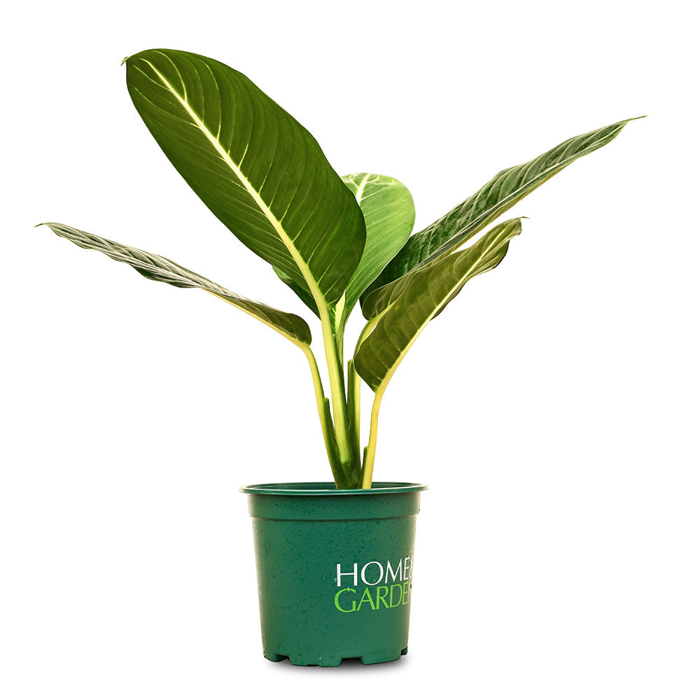 ديفنباخيا جرين ماجيك