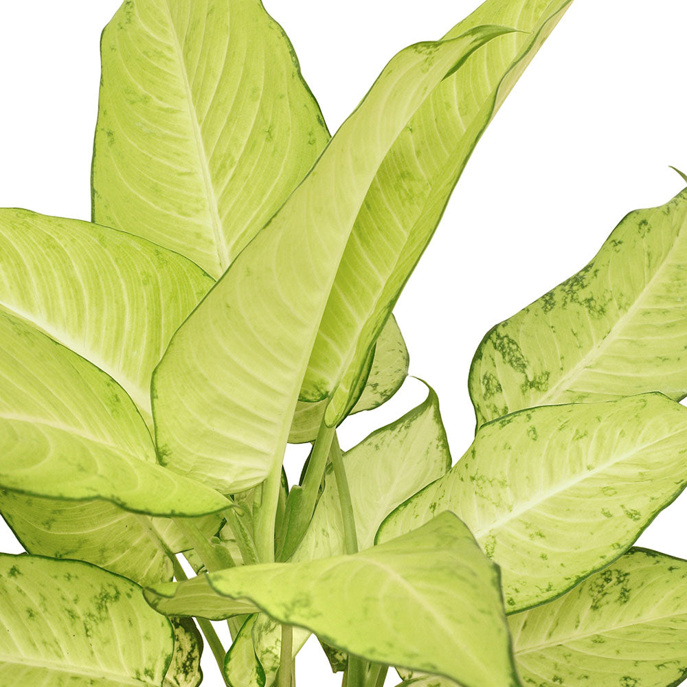 ديفنباخيا ليمون سانجشان