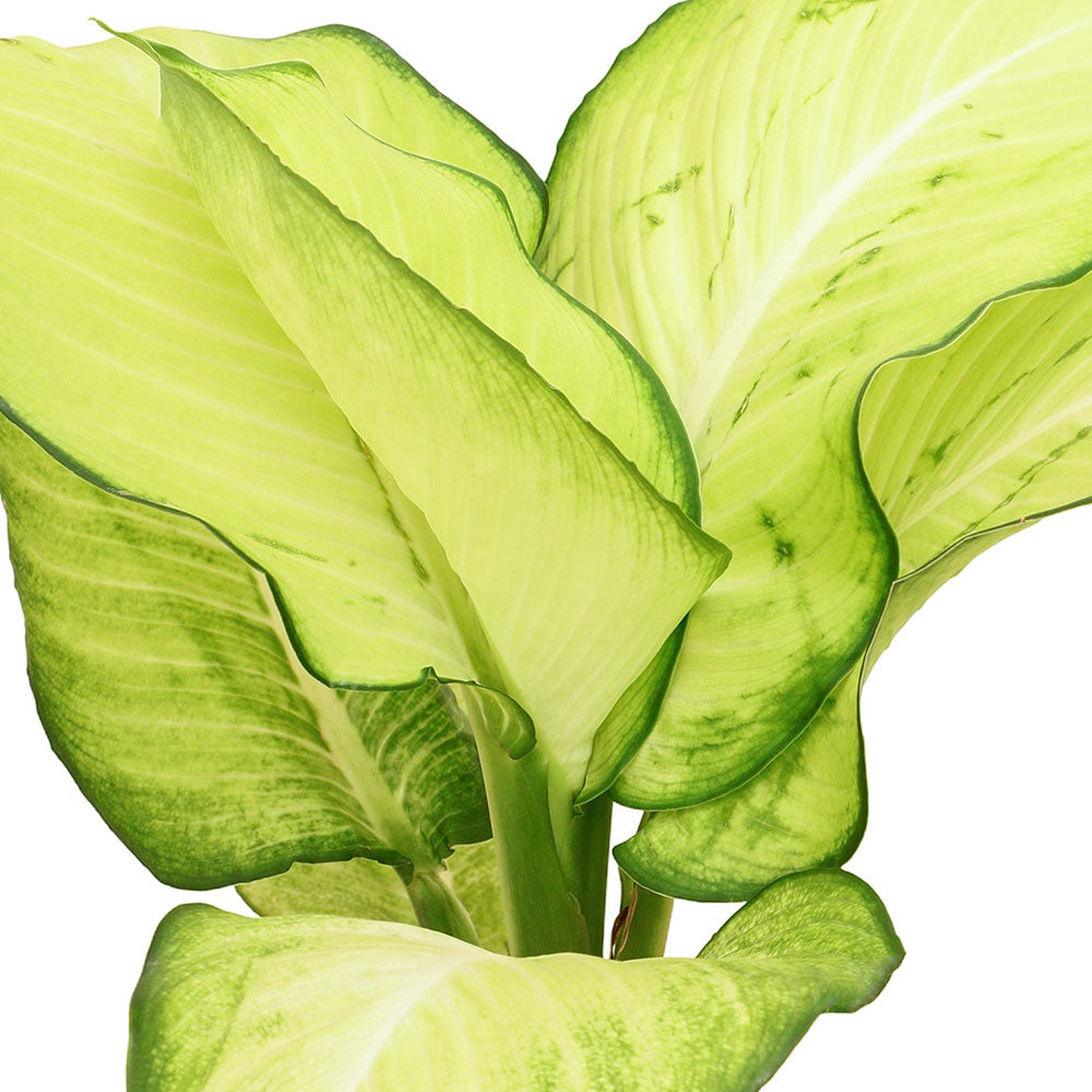 ديفنباخيا ليمون ثيب مونكون