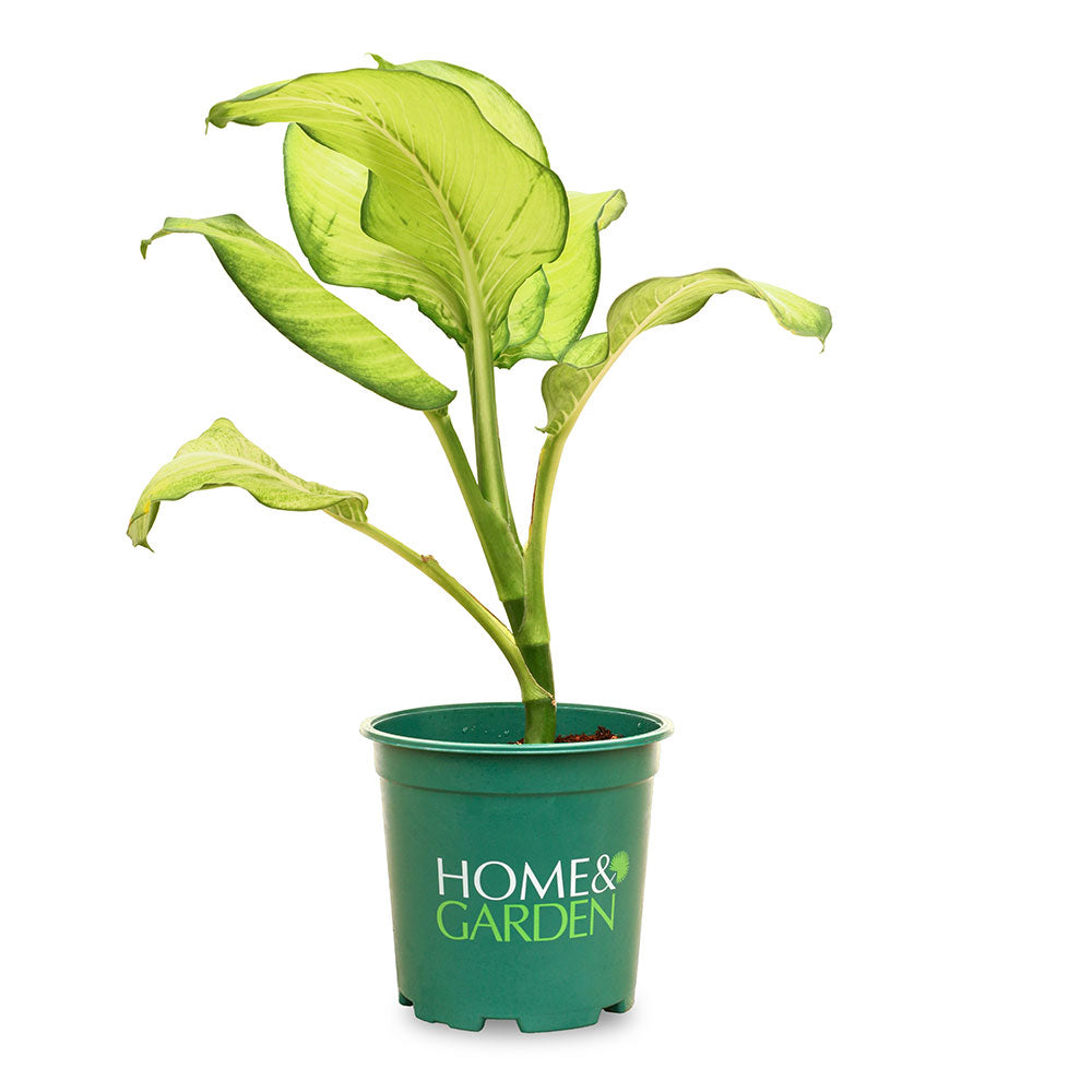 ديفنباخيا ليمون ثيب مونكون