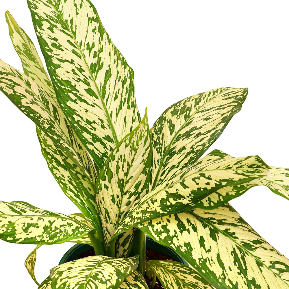 ديفنباخيا وايت إتنا