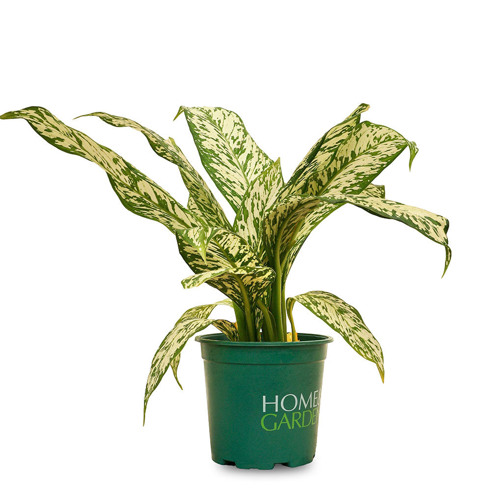 ديفنباخيا وايت إتنا