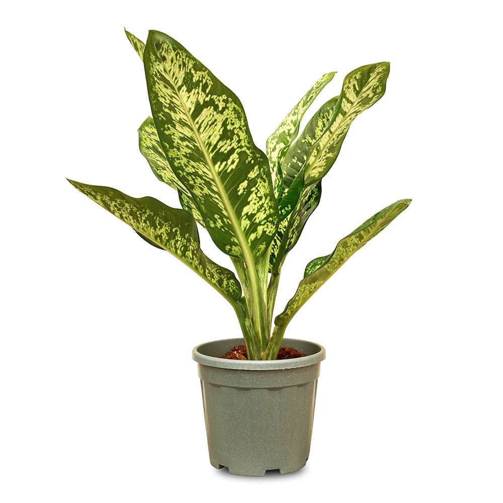 ديفنباخيا خضراء داكنة