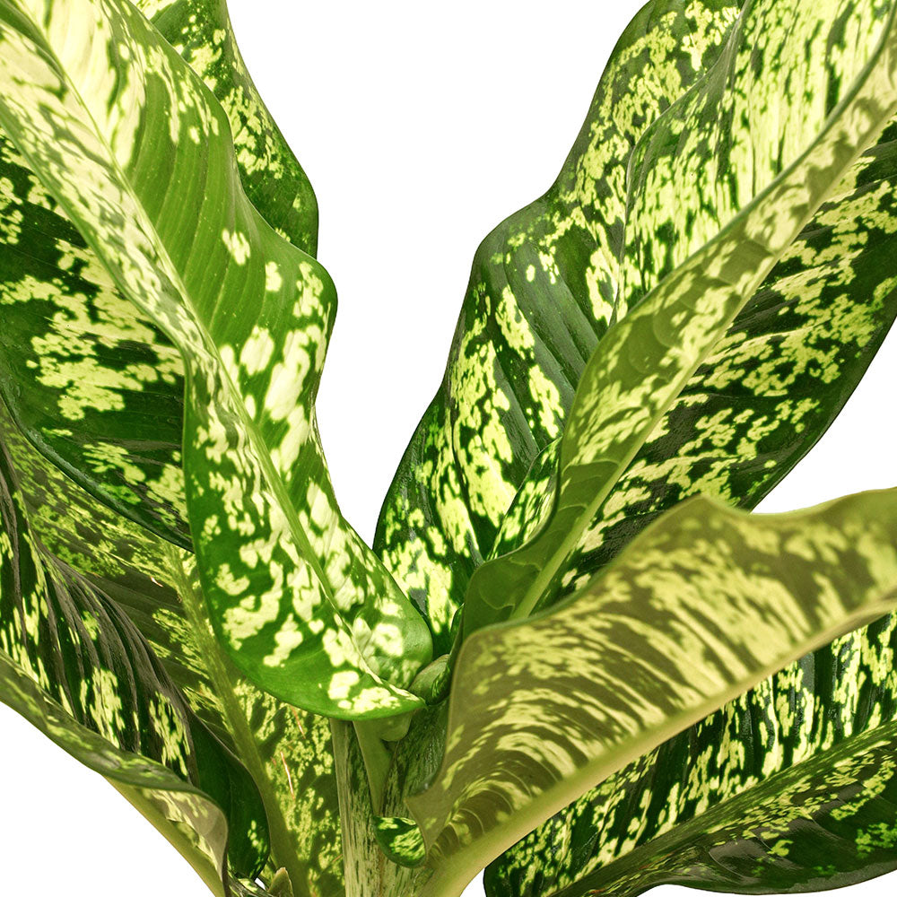 ديفنباخيا خضراء داكنة