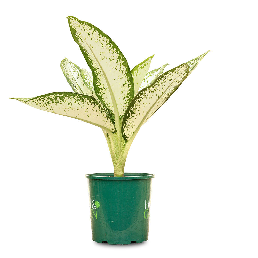 ديفنباخيا اللهب الأبيض