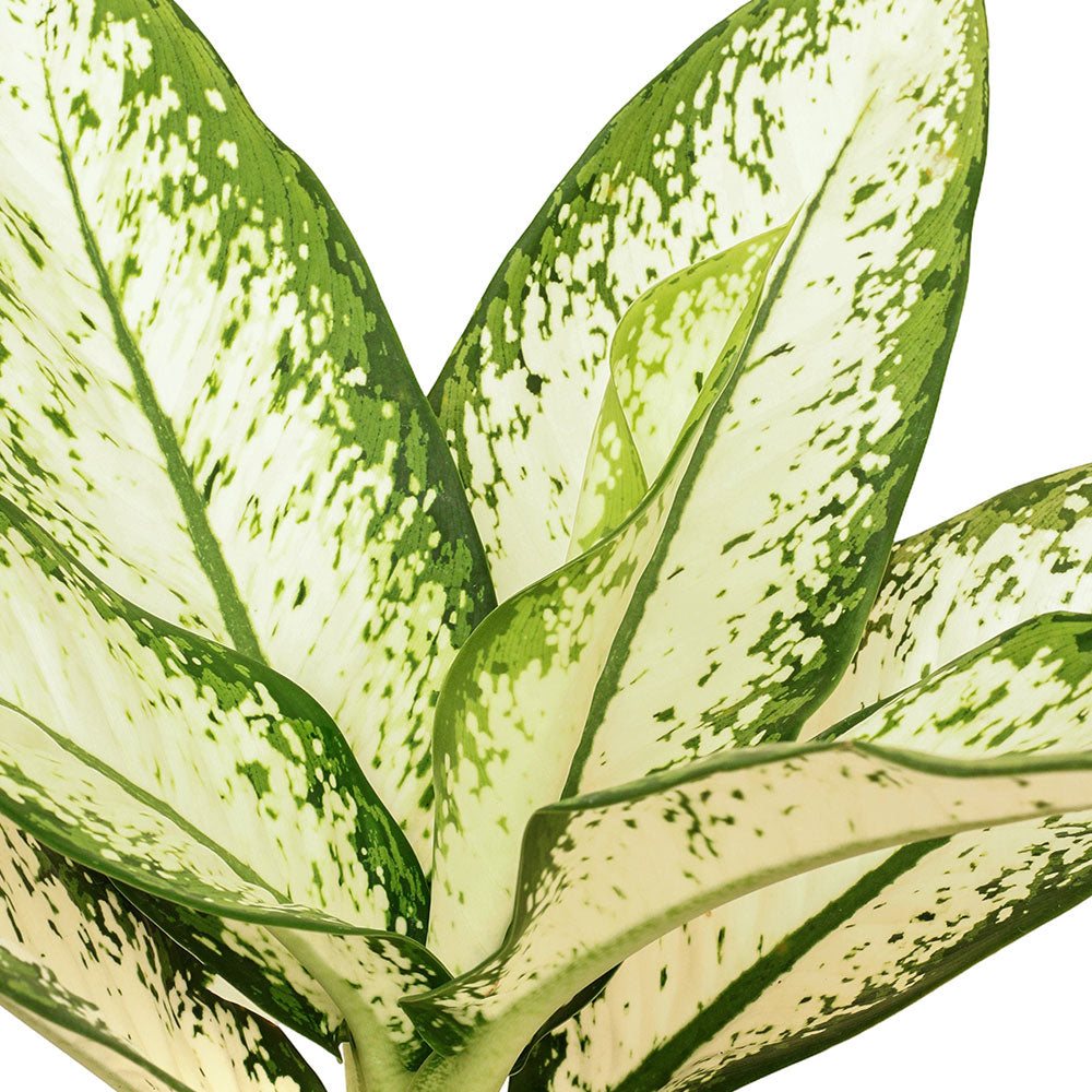 ديفنباخيا اللهب الأبيض