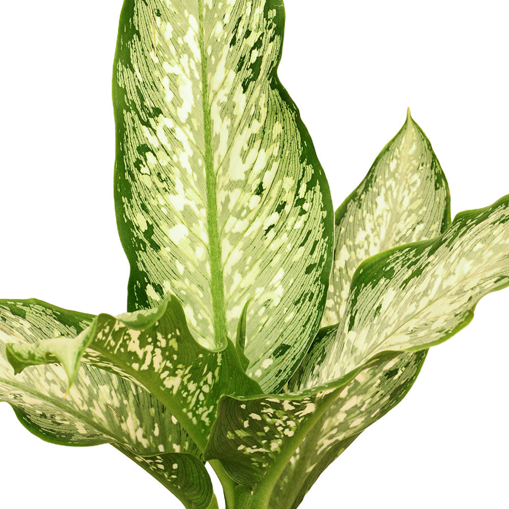 ديفنشيا دليلة