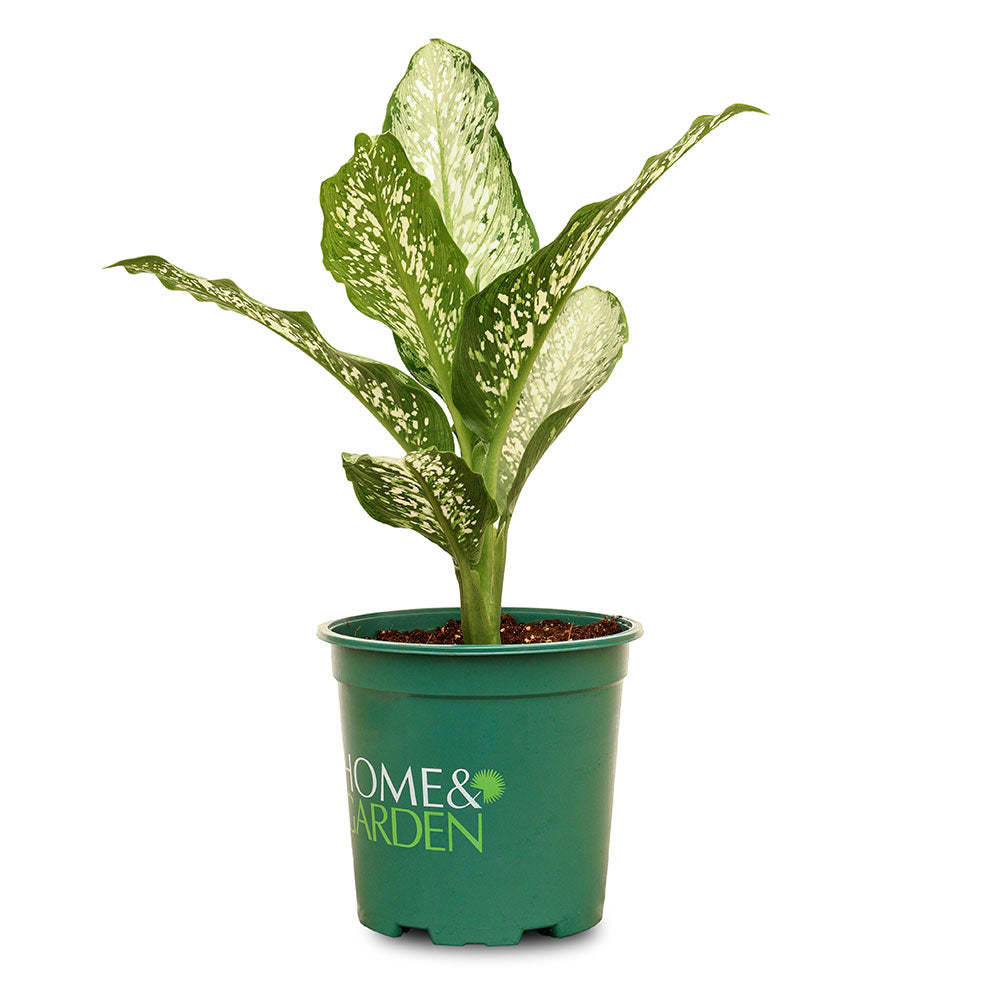 ديفنشيا دليلة