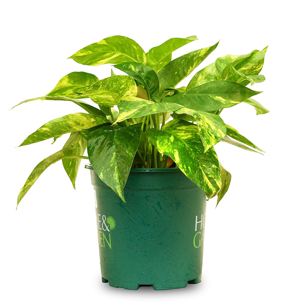 فيلوديندرون جولدن بوثوس