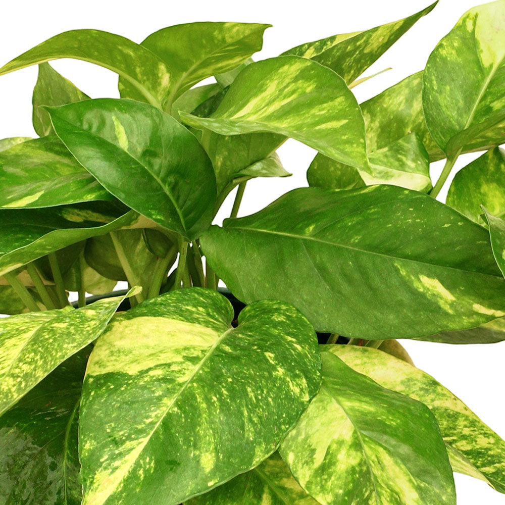 فيلوديندرون جولدن بوثوس