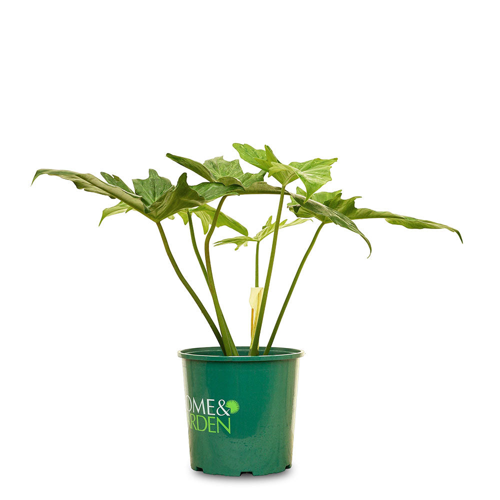 فيلوديندرون درون زانادو