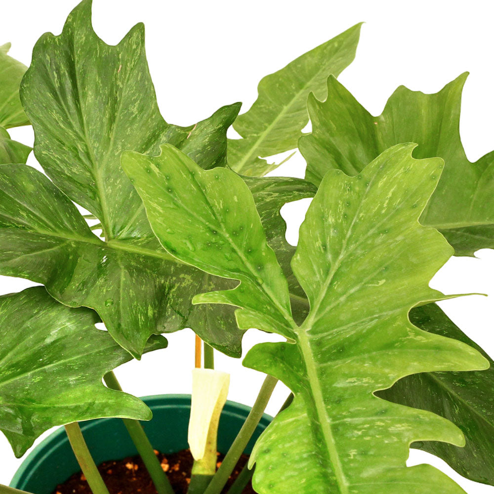 فيلوديندرون درون زانادو