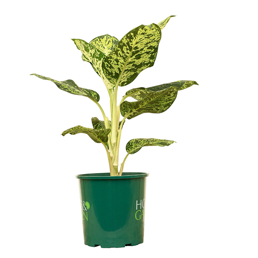 ديفنشيا شيداو