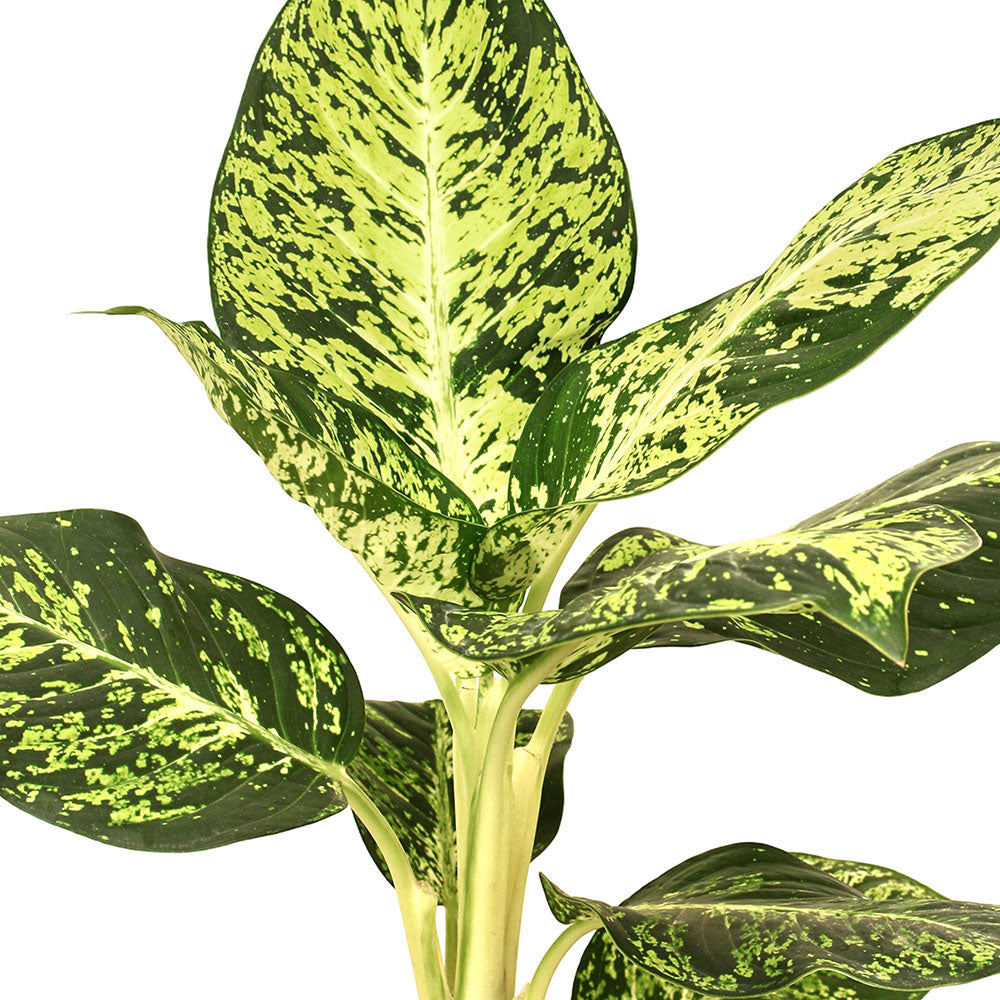 ديفنشيا شيداو