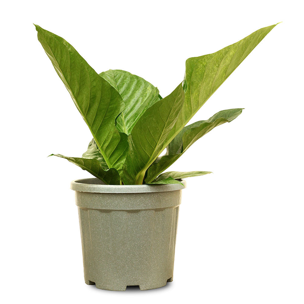 ANTHURIUM JENMANII VARIEGATA - أنثوريوم مبرقش